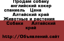 Продам собаку английский кокер спаниель › Цена ­ 4 500 - Алтайский край Животные и растения » Собаки   . Алтайский край